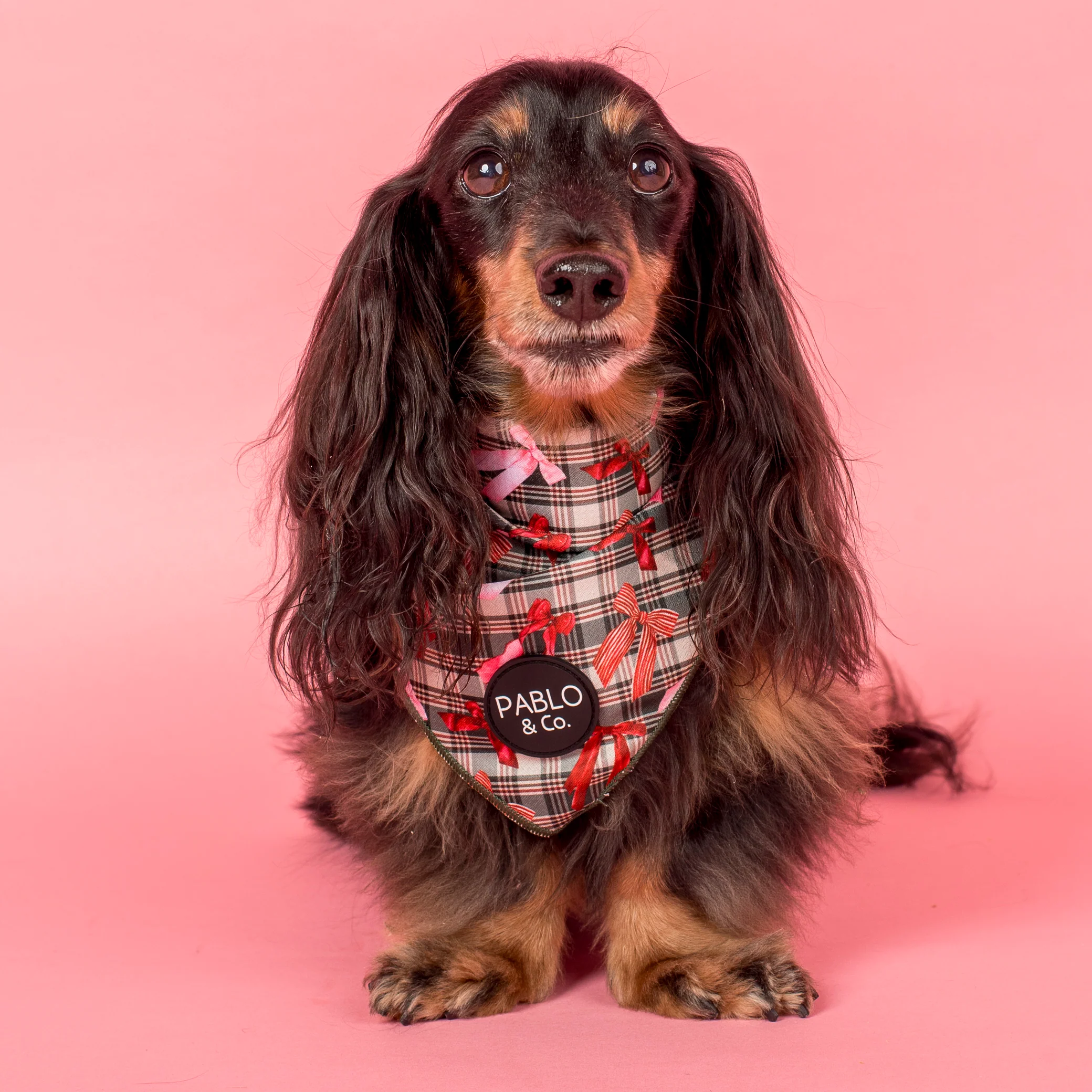 Wrapped in Ribbons: Dog Bandana - Image 2